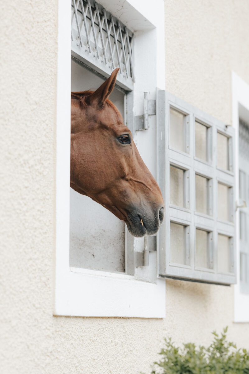 Pferd schaut aus dem Fenster, Detailbild Hochzeitslocation